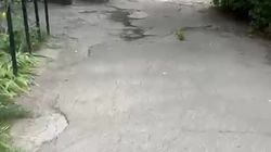 Горожанин просит выделить асфальт с правительственной трассы для ремонта двора школы №37. Видео