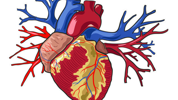 Circulatory system diseases remain leading death cause in Kyrgyzstan in 2024