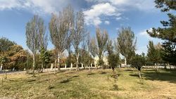 Горожанин просит полить деревья на Южной магистрали. Фото