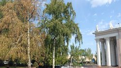 У Театра оперы и балета сохнет береза. Фото