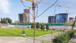 Саженцы у Вечного огня высыхают несмотря на эксперимент мэрии. Фото