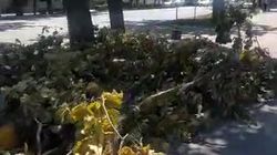На Чуй—Тоголок Молдо срубили дерево и оставили. Видео