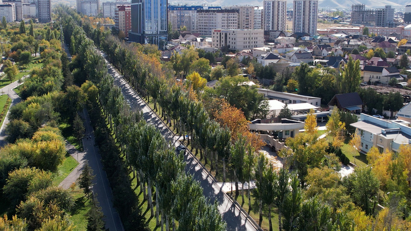 60-70% of trees in Bishkek outlived their lifespan and need to be replaced - city's chief agronomist