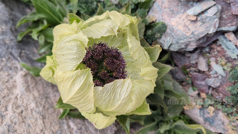 Снежный лотос