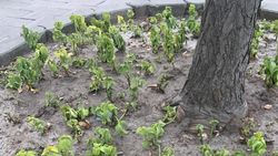 «Дайте им воду». Цветы на Моссовете сохнут. Фото горожанина