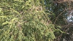 На ул.Тверской не убрали сломанные ветки. Фото