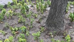 Клумбы на территории Моссовета поливаются по графику, - мэрия Клумбы на территории Моссовета поливаются по графику, - мэрия