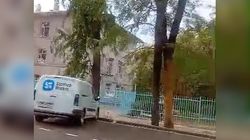 Во дворе роддома №2 ходят бродячие собаки, - горожка Во дворе роддома №2 ходят бродячие собаки, - горожка