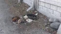 Возле забора военного госпиталя разлагаются тушки кур. Видео Возле забора военного госпиталя разлагаются тушки кур. Видео