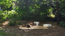 Во дворе дома в 7 мкр живут бездомные. Ответ мэрии Во дворе дома в 7 мкр живут бездомные. Ответ мэрии