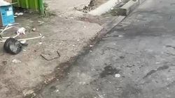 На ул.Шукурова жижа из мусорных баков течет на тротуар. Ответ мэрии На ул.Шукурова жижа из мусорных баков течет на тротуар. Ответ мэрии