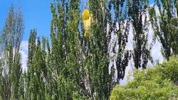 На Иссык-Куле парашют с отдыхающими застрял на дереве. Видео