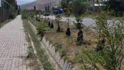 На каштанах по ул.Иманкулова нет признаков поражения минирующей молью, - «Бишкекзеленстрой»