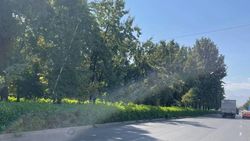 Зеленая изгородь на Ибраимова заросла и мешает обзору водителей. Фото горожанина Зеленая изгородь на Ибраимова заросла и мешает обзору водителей. Фото горожанина