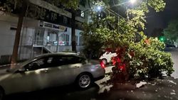 «Бишкекзеленстрой» убрал упавшую ветку на Турусбекова