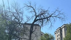 «Бишкекзеленстрой» в ближайшее время уберет сухое дерево на Горького