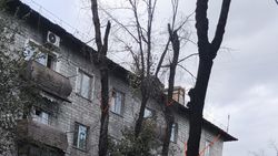 Три сухих дерева на Руставели. Фото Три сухих дерева на Руставели. Фото