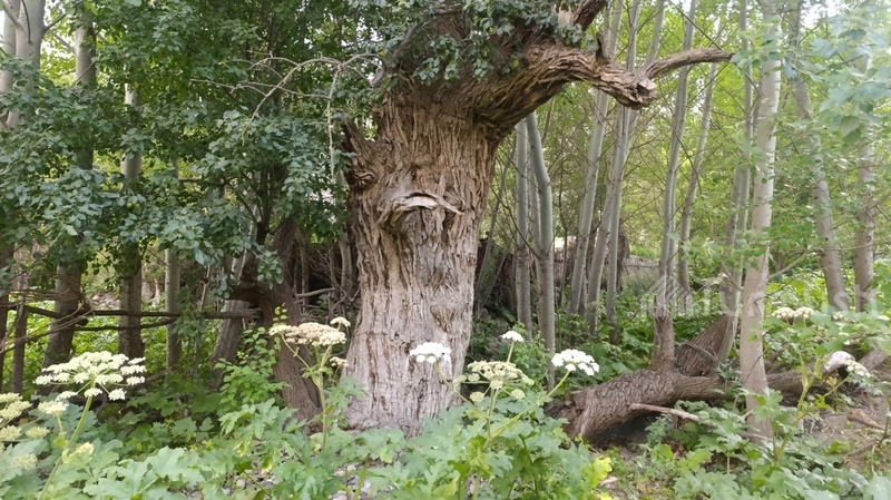 Life in rural Kyrgyzstan: Ancient pear tree in Kyrgyzstan bears fruit for over 600 years