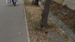 Деревья по улице Фучика не поливаются Деревья по улице Фучика не поливаются