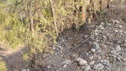 По проспекту Айтматова деревья между тротуаром и велосипедной дорожкой высыхают По проспекту Айтматова деревья между тротуаром и велосипедной дорожкой высыхают