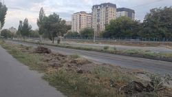 На Льва Толстого при ремонте дороги убрали молодые деревья На Льва Толстого при ремонте дороги убрали молодые деревья