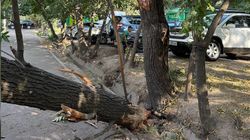 В районе школы №38 рухнуло дерево В районе школы №38 рухнуло дерево