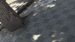 На остановке «Шлагбаум» деревья «замуровали». Фото На остановке «Шлагбаум» деревья «замуровали». Фото