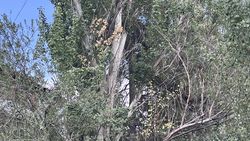 Горожанин жалуется на сухое дерево на Тыбышалиева. Фото Горожанин жалуется на сухое дерево на Тыбышалиева. Фото