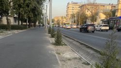 Деревья на Московской не поливаются. Фото горожанина Деревья на Московской не поливаются. Фото горожанина