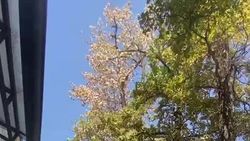 Деревья на Токтогула сохнут. Видео горожанина