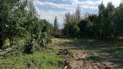 В парке Ататюрка вырубают деревья? Фото горожанина В парке Ататюрка вырубают деревья? Фото горожанина