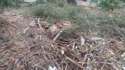 В Аламедине-1 срубили деревья. Видео