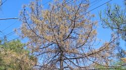 На Юнусалиева в арыке течет вода, а деревья сохнут. Фото горожанина