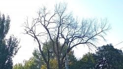 Сухое дерево на Медерова. Фото горожанина