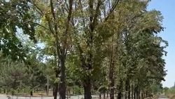 На проспекте Шабдан Баатыра высыхают деревья. Видео горожанина