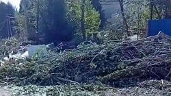 В селе Байтик вырубают деревья. Видео горожанина