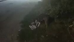 Горожанка жалуется на бродячих собак. Видео