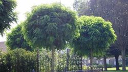 «Бишкекзеленстрой» рассматривает возможность высадки шаровидных акаций на Южной магистрали