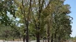 Полив деревьев и саженцев на проспекте Шабдан Баатыра осуществляется в плановом порядке, - «Бишкекзеленстрой»