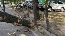 «Бишкекзеленстрой» убрал упавшее дерево в районе школы №38