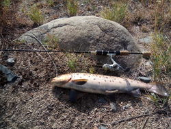 Почему не дают лицензию на ловлю форели в реках Иссык-Кульской области? - рыбак