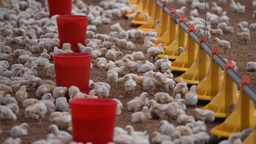 Птицефабрика