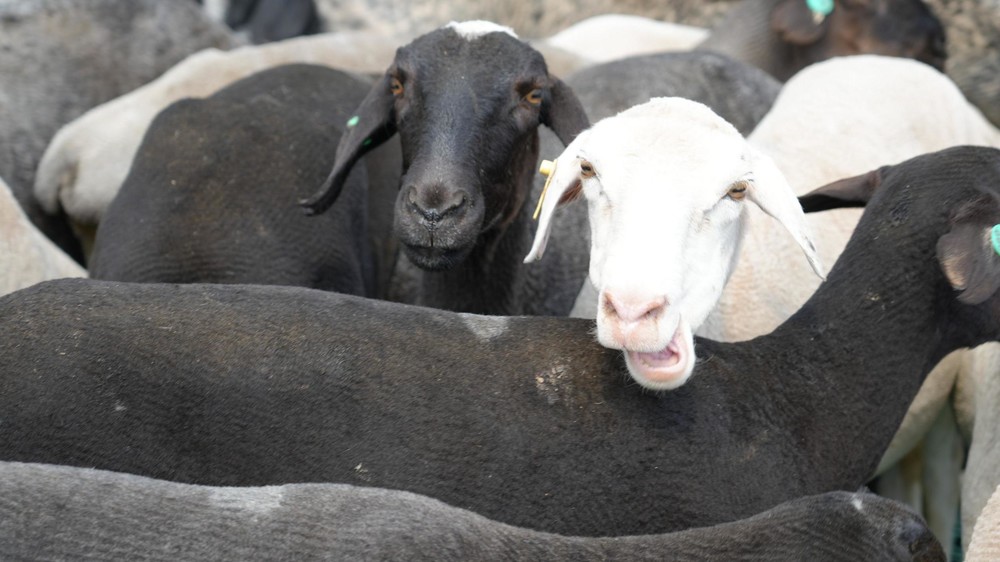 Иллюстративное фото