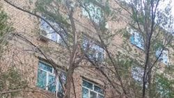 Бишкекчанин просит убрать засохшее дерево на Ахунбаева, 119а