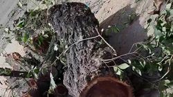 Зачем на Гоголя срубают деревья? Видео горожанина