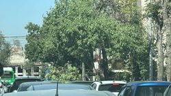 На Горького в часы пик рубят деревья. Фото