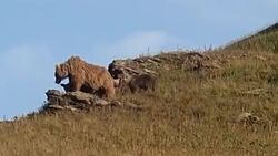 Медведь с тремя медвежатами в заповеднике в Чаткальском районе. Видео