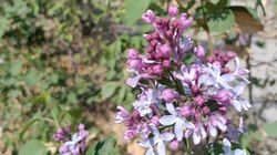 Весна пришла? В Бишкеке расцвела сирень. Фото