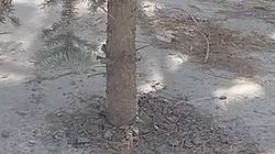 В новом сквере в Тунгуче елку закатали в асфальт. Видео