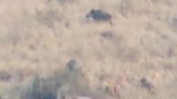 Стадо диких кабанов с поросятами в горах Токтогулского района. Видео